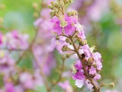 Pink trumpet tree ,motion focus concept Stock Footage
