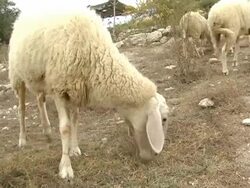 Grazing Sheep Stock Footage