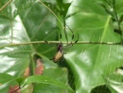Nephila antipodiana working - Costa Rica Stock Footage