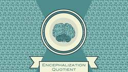 TED-Ed: How smart are dolphins? - Lori Marino Instructional Video