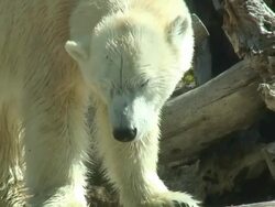 (HD1080i) Polar Bear Eating Stock Footage