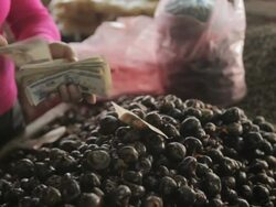 CU buying chestnuts at indoor market / Phonsavan, Laos Stock Footage