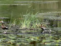 Duck Family With Chicks Stock Footage