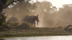 Elephants at side of the Zambezi River News Clip