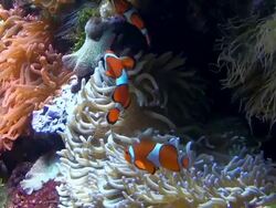 Nemo Clownfish Stock Footage