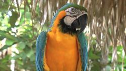 Tropical Rainforest Instructional Video