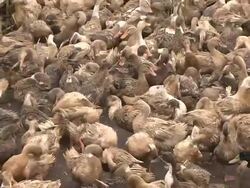 Pull back shot group of ducks kerala Stock Footage