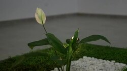 CLEAN : Young Ecuadorians promote green projects to mitigate climate change News Clip