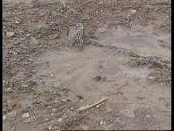 10 years for Bosnian Serb, key witness against Milosevic Instructional Video