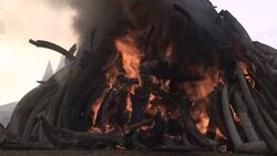 CLEAN : Kenyan President sets fire to giant pile of elephant ivory (2) News Clip