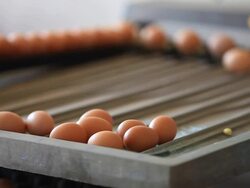 Egg farm industrial packaging Stock Footage