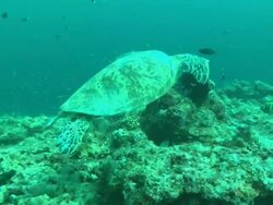 Green turtle swimming out of frame. Borneo, Malaysia, Southeast Asia Stock Footage