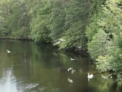 MS Shot of Gulls and swans at the lake, with trees i / Fort Augustus, Scotland, United States Stock Footage