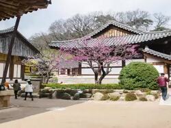 MS T/L Landscape of Tongdosa (One of Three Jewel Temples of Korea) with spectator / Yangsan, Gyeongsangnamdo, South Korea Stock Footage