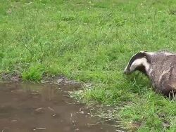 WS PAN View  of European badger pair walking on grass / Saintes Marie de la Mer, Camargue, France Stock Footage