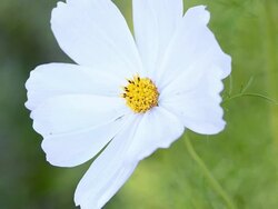 Bee Insect Stock Footage