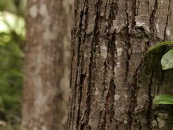 CU PAN Shot of epiphyte, vine plants climbing tree in rain forest / Koke'e State Park, Kauai, Hawaii, United States Stock Footage
