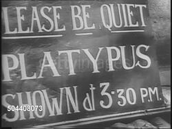 First Duck-billed platypus Born In Captivity News Clip