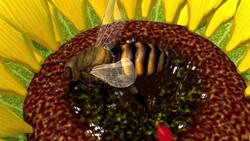 Beekeepers in the U.S. lost 44 percent of their hives over the 12 months Instructional Video