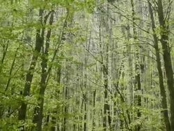 BEECH GROVE : (TRANSITION) Stock Footage