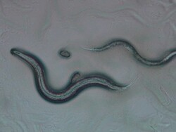 Caenorhabditis elegans feeding on a lawn of bacteria ( Escherischia coli OP50) with two eggs. The surface of the bacterial suspension is churned up by numerous trails of worms crisscrossing the agar plate. Stock Footage