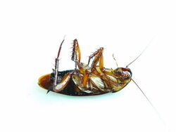 Cockroach Stock Footage