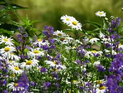 Marguerite on summer meadow Stock Footage