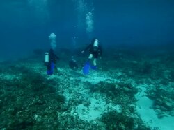 Three Scuba Divers swimming Stock Footage