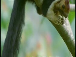 MS tilt up tail to Giant Squirrel, Ratufa indica, eating in tree, Western Ghats, India Stock Footage