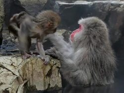 Japanese Macaques ( Macaca Fuscata ) monkeys, Jigokudani nature reserve, Chubu, Japan, Asia Stock Footage