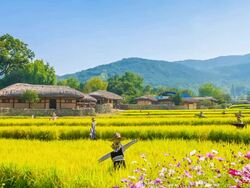 Shot of Chogajip((Thatched Roof Korean House) and rice paddy at Oeam Maul Stock Footage