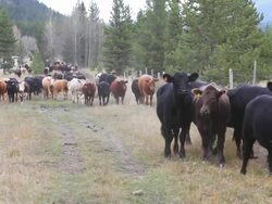 Old West Cattle Stampede Stock Footage
