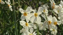 Fashion line creating a buzz with bees and butterflies News Clip