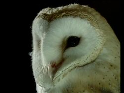 CU Barn owl's head, turning, at night, black background Stock Footage