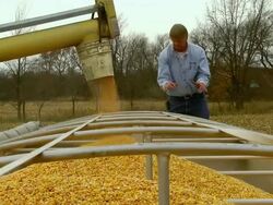 MS Spout filling truck with corn as farmer inspecting corn / Chelsea, Michigan Stock Footage