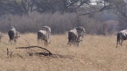 Herd of zebras grazing on national park News Clip