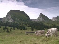 Pasture with Cows - Alm mit KÃ¼hen Stock Footage
