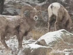 MS Shot of two bighorn rams in blizzard / Golden, Colorado, United States Stock Footage