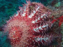 Crown of Thorns, Costa Rica, Pacific Ocean  Stock Footage