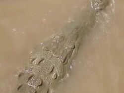 Crocodile inmersion Stock Footage