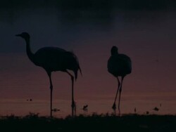 European Cranes (Grus grus), North East Extremadura in Dehesa. The cranes migrate south in winter from Scandinavia and Northern Europe to Spain and roost in large numbers mainly on lake shores. They feed in the dehesas on acorns and invertebrates. Stock Footage