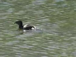 Pied-billed Grebe Stock Footage