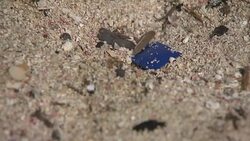 Plastic Waste Washed up on Maltese Coast News Clip