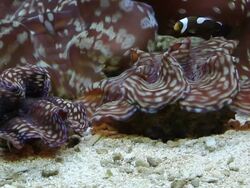 Giant Clam and Anemonefish. Stock Footage