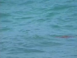 Green sea turtle in the waves Stock Footage