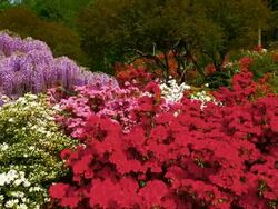Beautiful wisteria Stock Footage