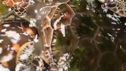 Underwater view of a swimming hawksbill sea turtle Stock Footage