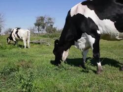 Dairy cows graze in a feild Stock Footage