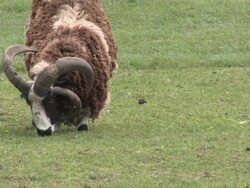 Ram 7 - HD 1080/30f Stock Footage