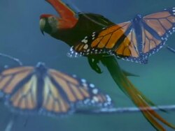 Looking back: Wolrd Forest Day Stock Footage